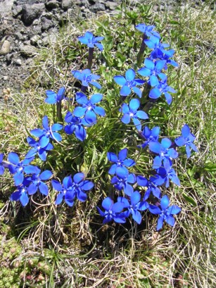 Gentiana verna e Gentiana bavarica